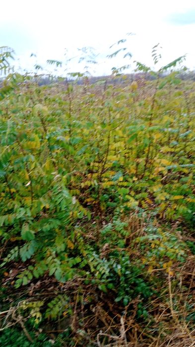 Puieți salcâm frasin fag carpen ulm plop mesteacăn brad molid Tei arin