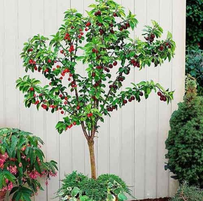 Pomi fructiferi pitici [Dwarf]soiuri de visini