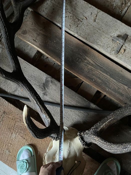 Trofeu de cerb carpatin – cu craniu inclus