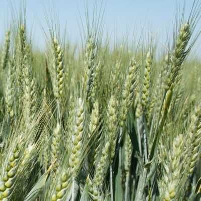 Vand grau de samanta Irun si Amicus categoria biologica C1
