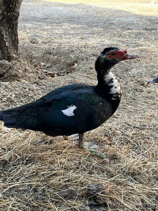 3 ta Qora Indutkalar sotiladi