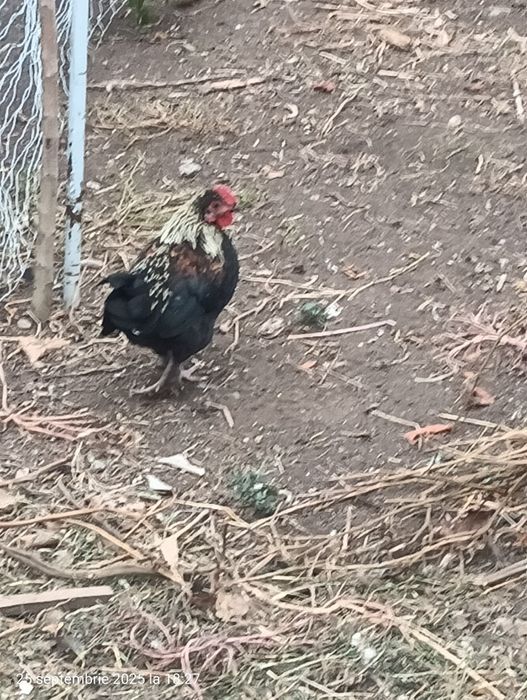 Cocosi pitici americani