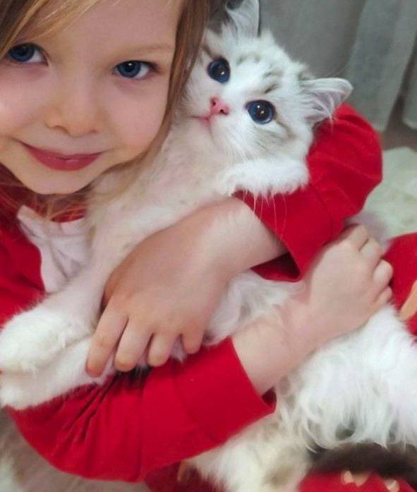 регдоллы !! Чистокровные