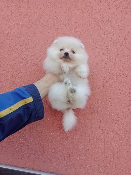 Бели Померани !!