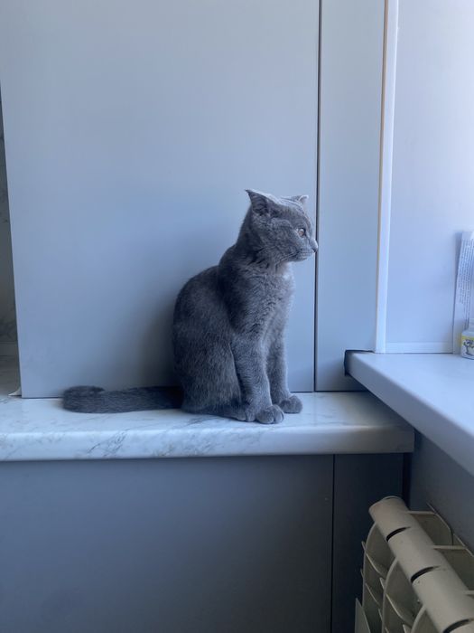 Продам кота порода британский