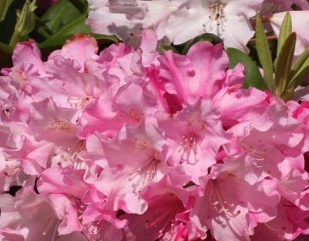 Rhododendron (Trandafir de Munte )
