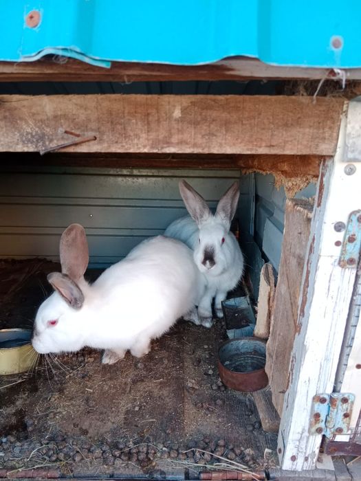 Продам домашних крольчат 6 мес  крола и кралчиху