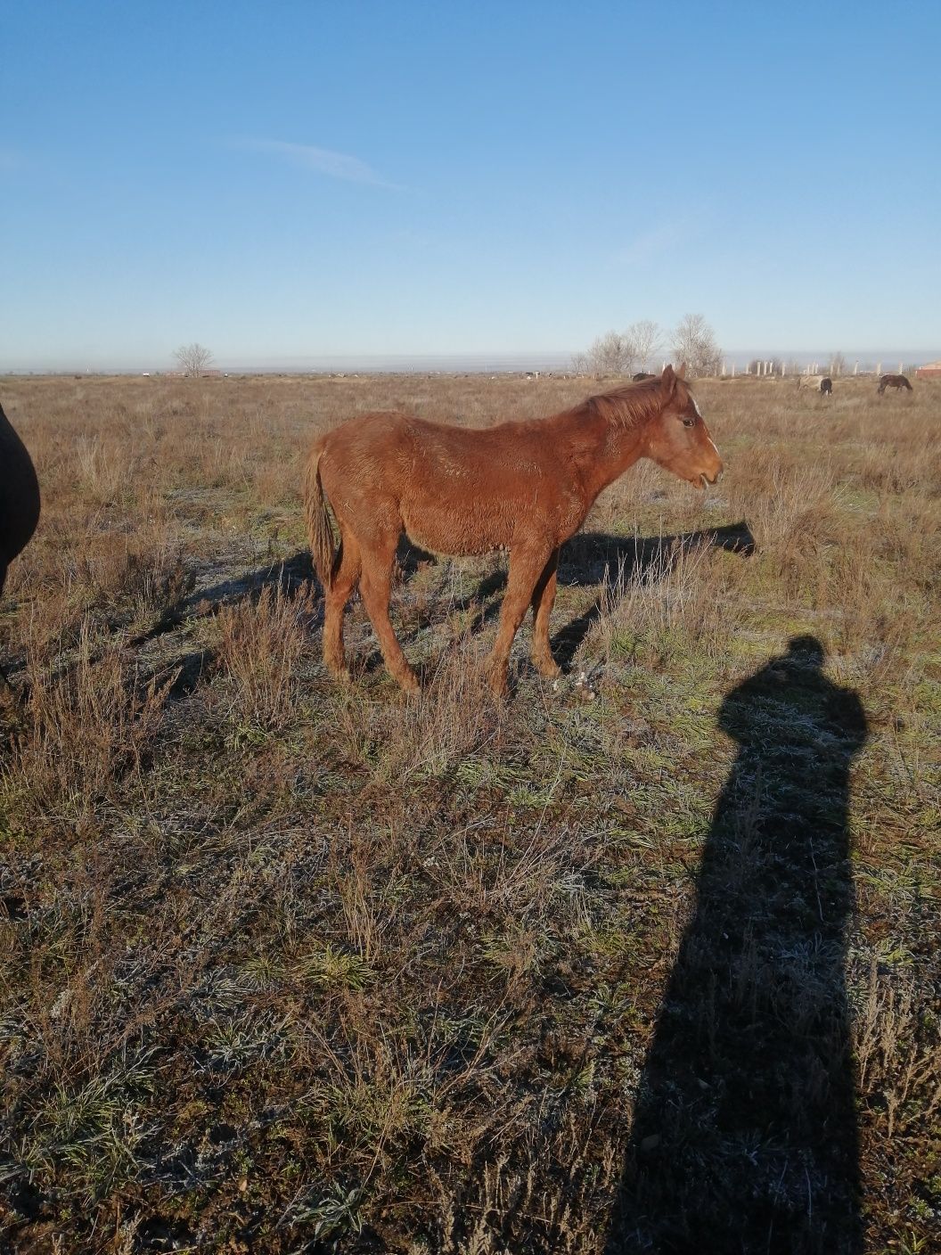 Продам жабагы, 3 еркек