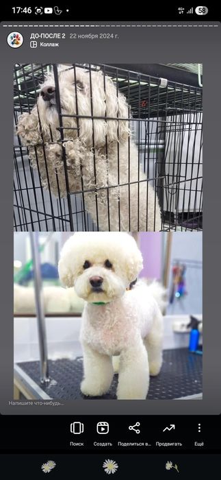 Груминг на дому обыт 4 года