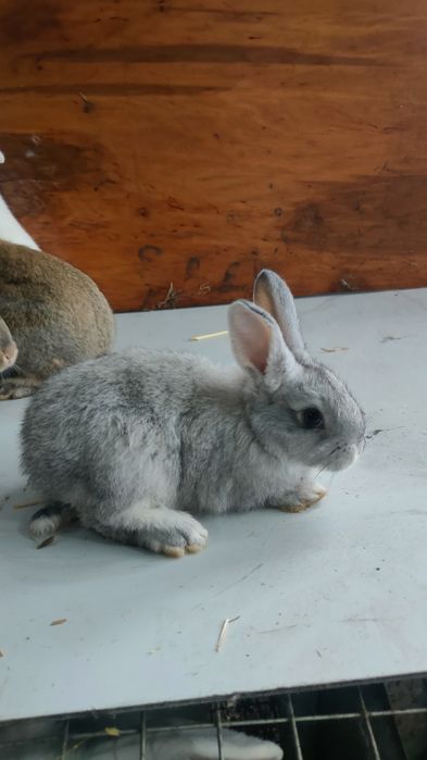 Velikanla va xar hil quyon turlari va q6wti bor