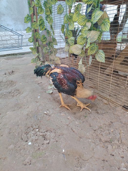 Boboqi dakan horoz tovu sotiladi