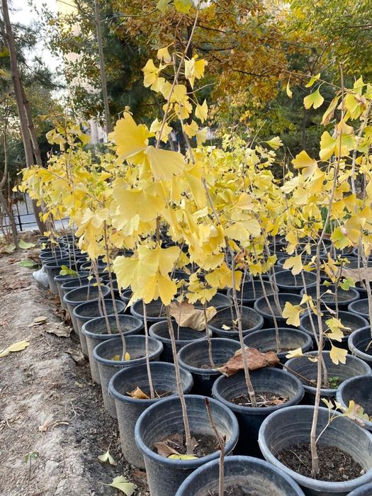 Продаются молодые Гинкго Билоба