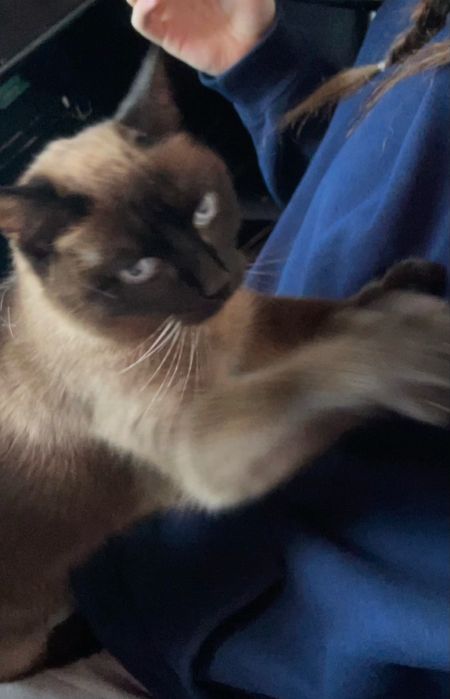 Petsitter Cluj-Napoca