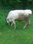 Vând vaca si taur