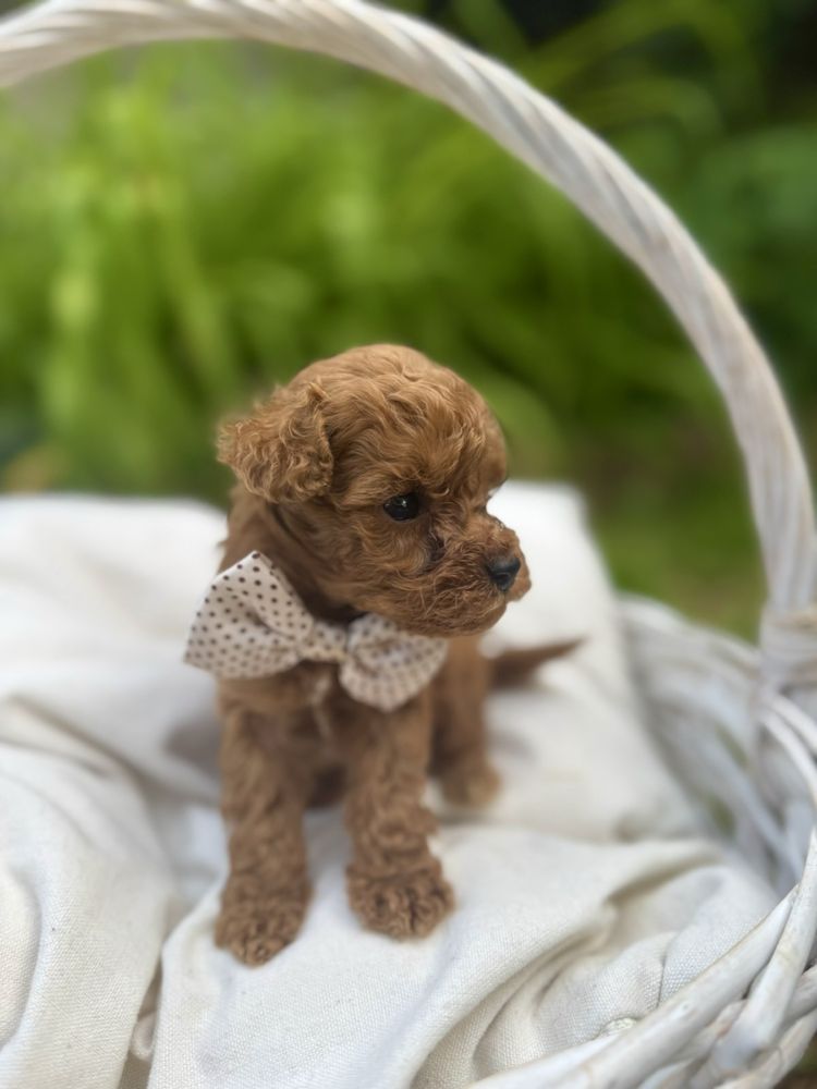 Пудел той / Toy poodle