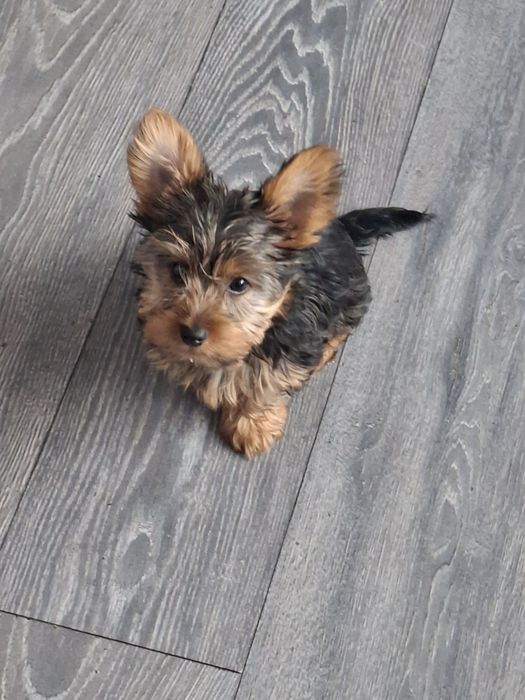 Йоркширски териер