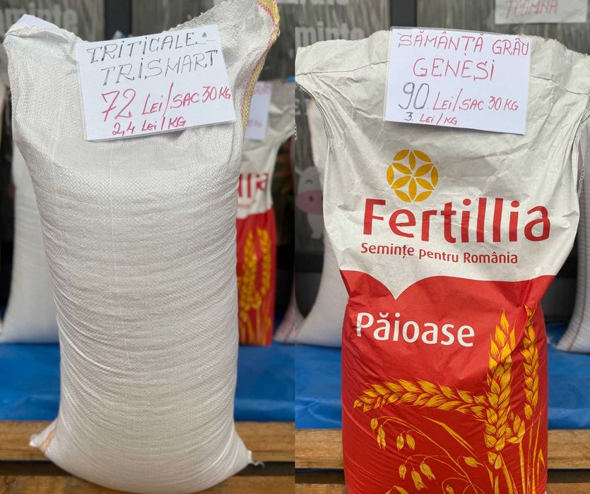 Sămânță Grâu Glosa, PG 102, Genesi, Avenue, ORZ Amazon C1, Triticale