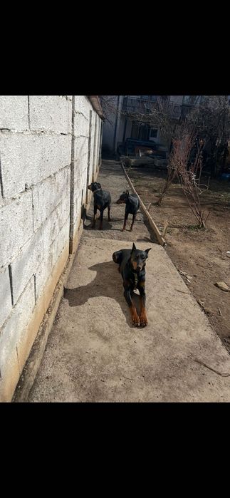 Чистокръвни добермани