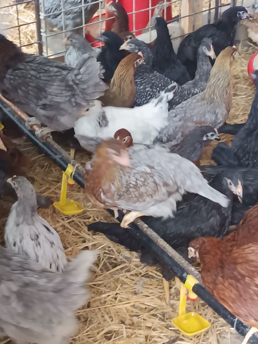 Puicuțe outoare curcubeu