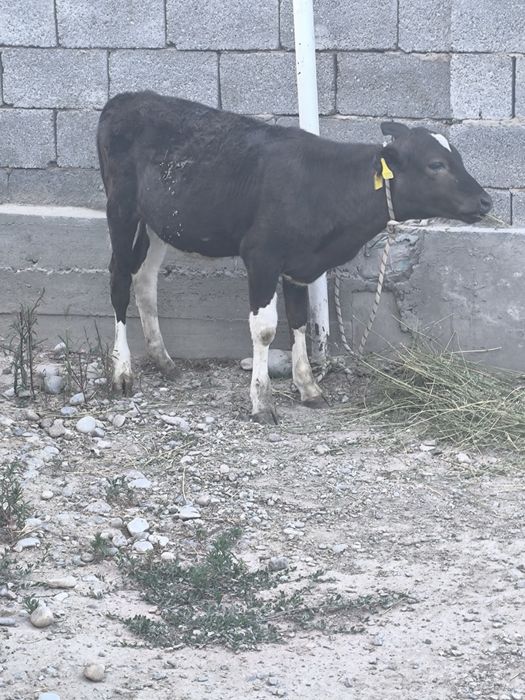 Ұрғашы бұзау сатылады