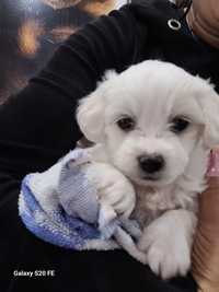 Bichon maltez 6 saptamani