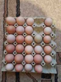 Яйца  за люпене и консумация
