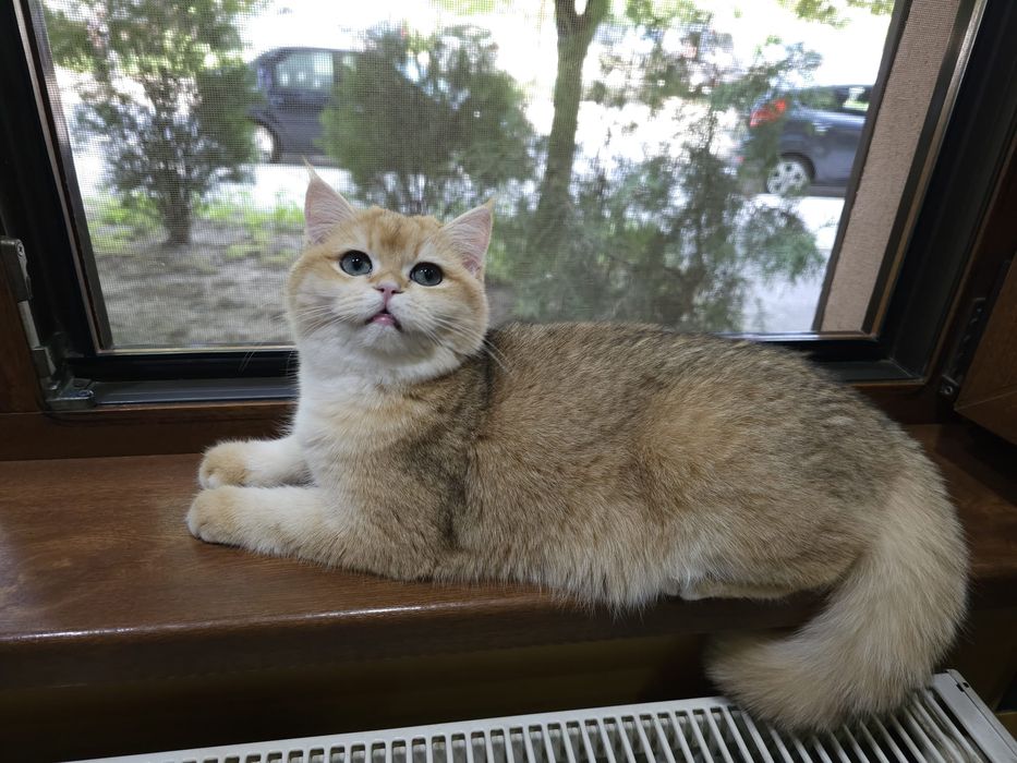 british golden shorthair cu pedigree