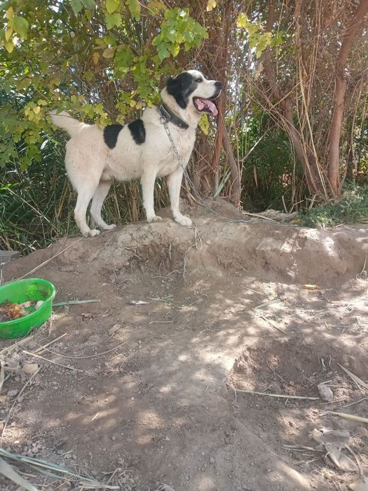 1 yilik kuchik sotiladi