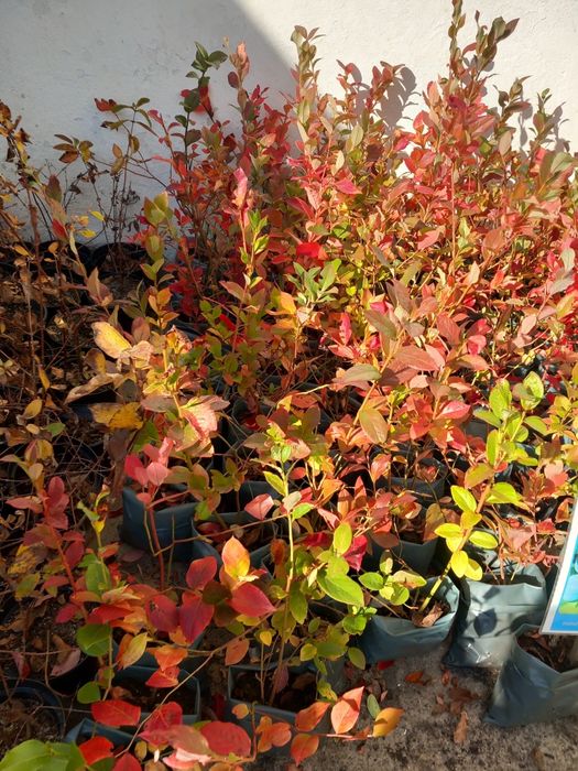 Vând afine la ghiveci  anul 3 și puieți de tei arginti originali