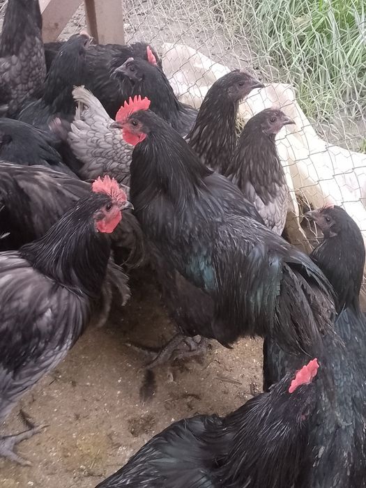 Cocoși australorp !