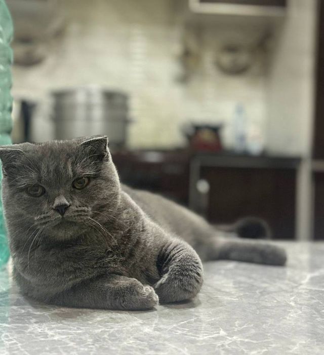 Шотландская вислоухая кошка