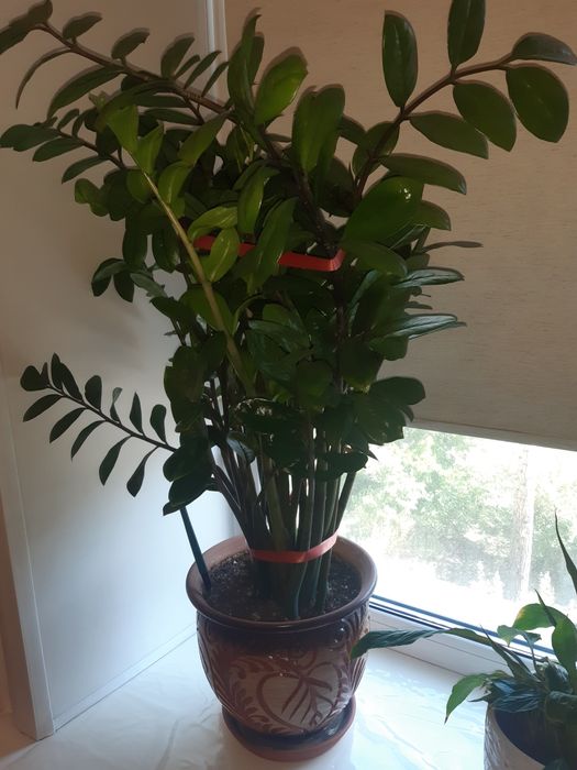 Продам доллоровое дерево