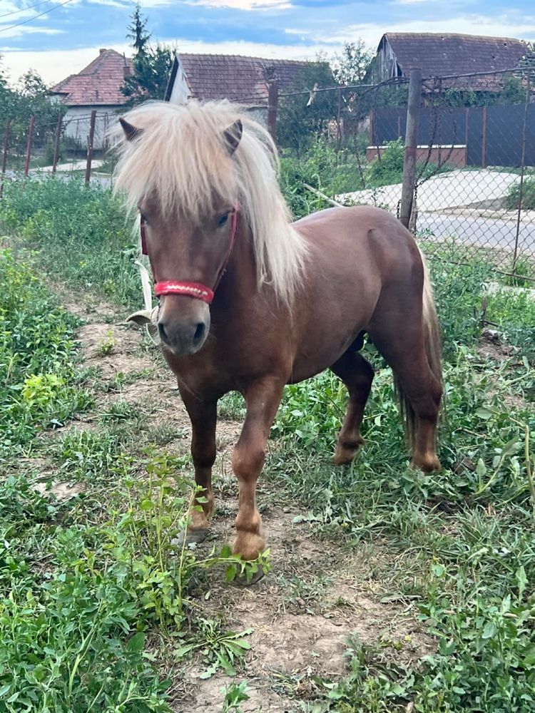 Ponei armasar talie mică