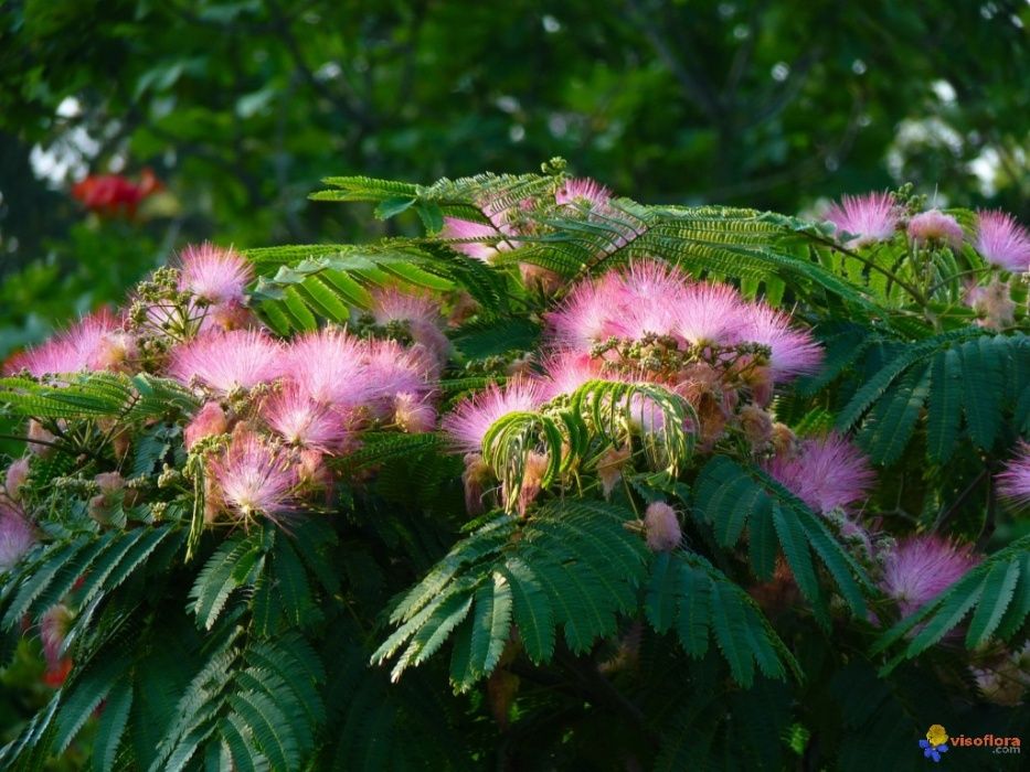 arborele de matase