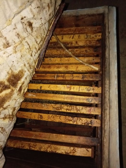 Asarlari oilasi 2024 семя sotiladi