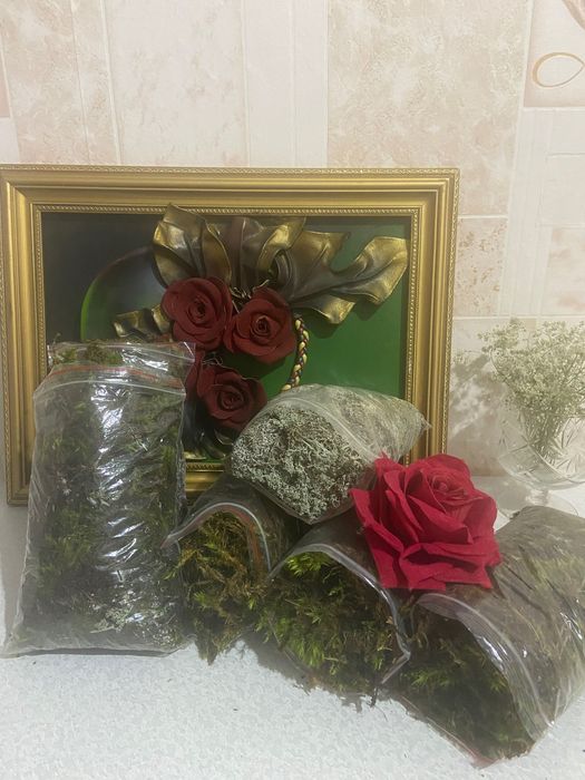 Продам мох разный для улиток, цветов и декораций!