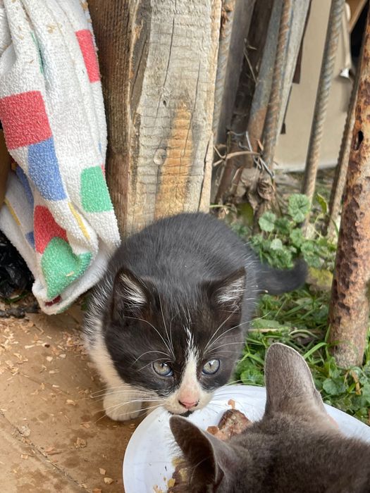 Donez pui de pisică și pe mama lor