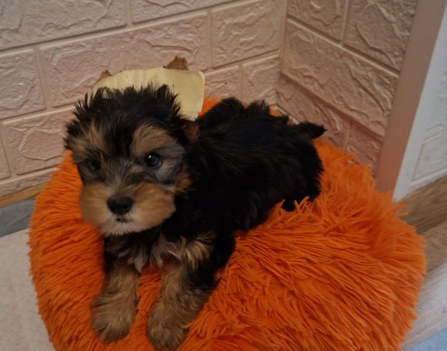 Продавам мини Йорки