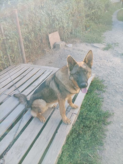 Кабель  для  вязки.  Немец  зорно - серого  окраса.