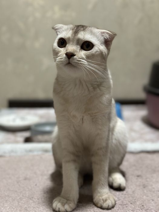 Sotiladi Mushuk Scottish Fold