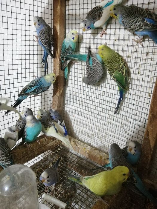 Papagali peruși de vânzare.