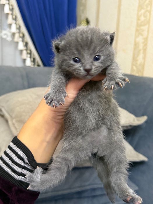 Котята (Шотландские вислоухие)