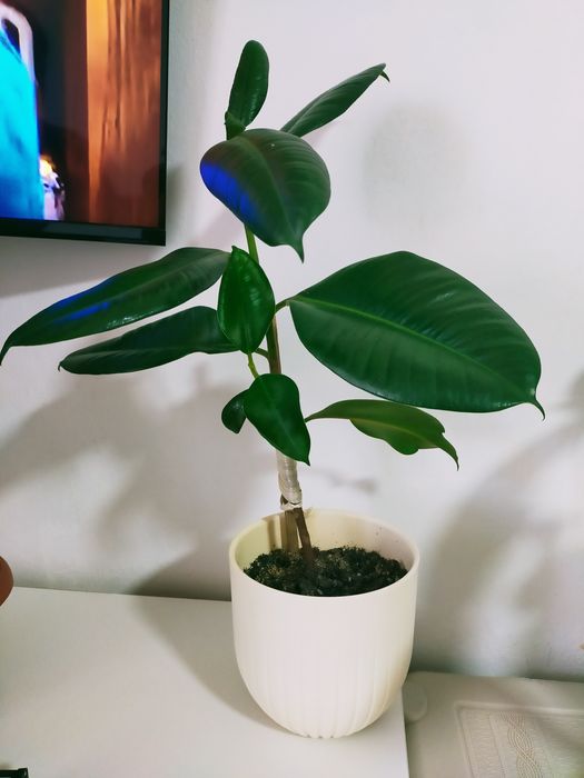 Бөлме гүлдері сатылады