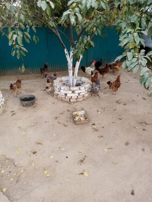 Тауықтар, тауықтар