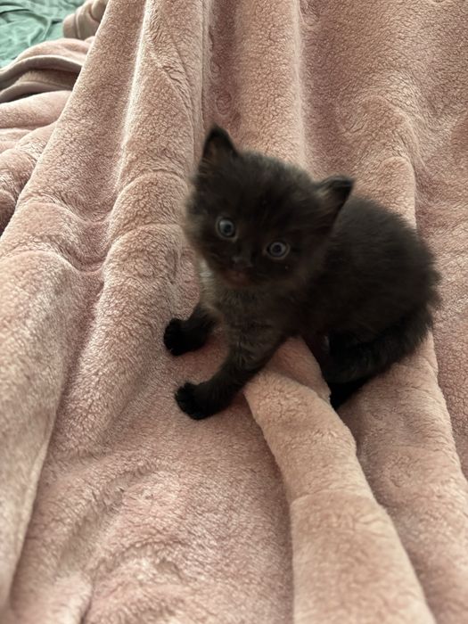 продаю котят 4, вислоухие/обычные