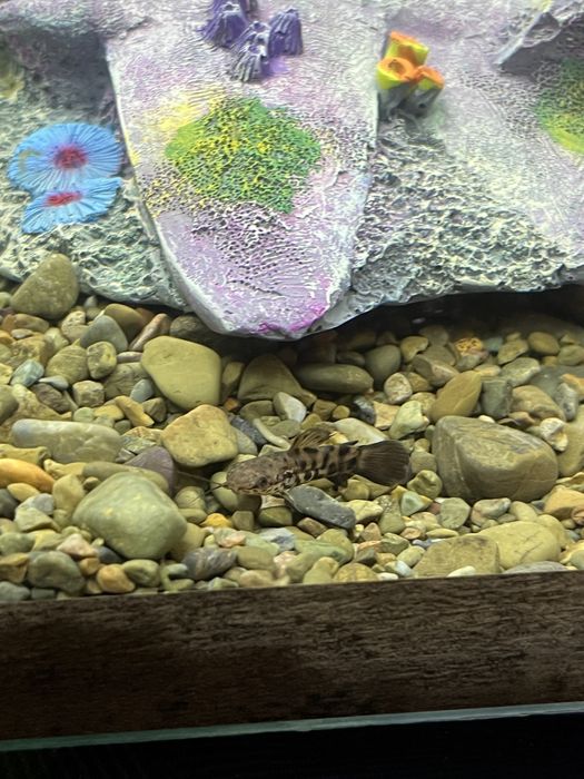 Продам аквариумный рыбки 2шт. Торакатум