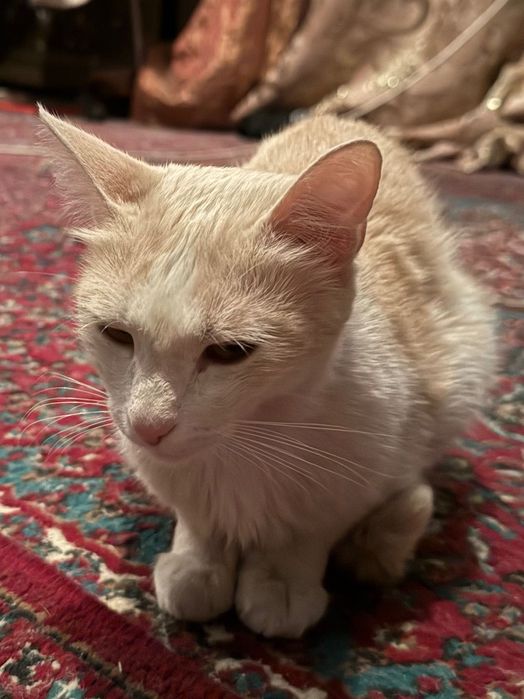 Отдам в добрые руки, бесплатно.