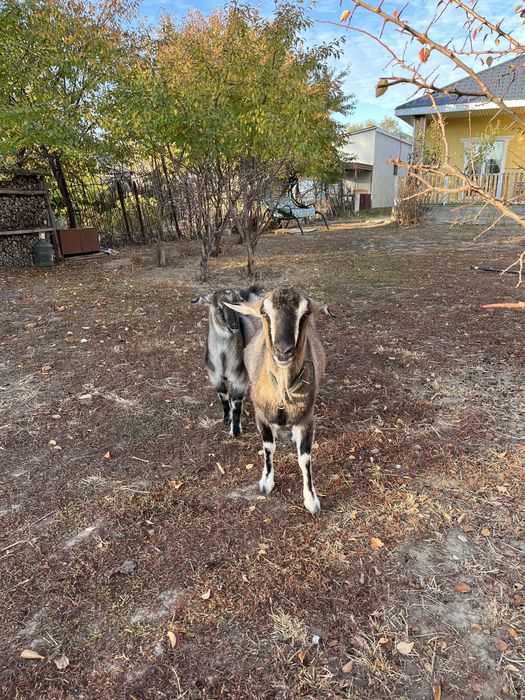 Породистые козы