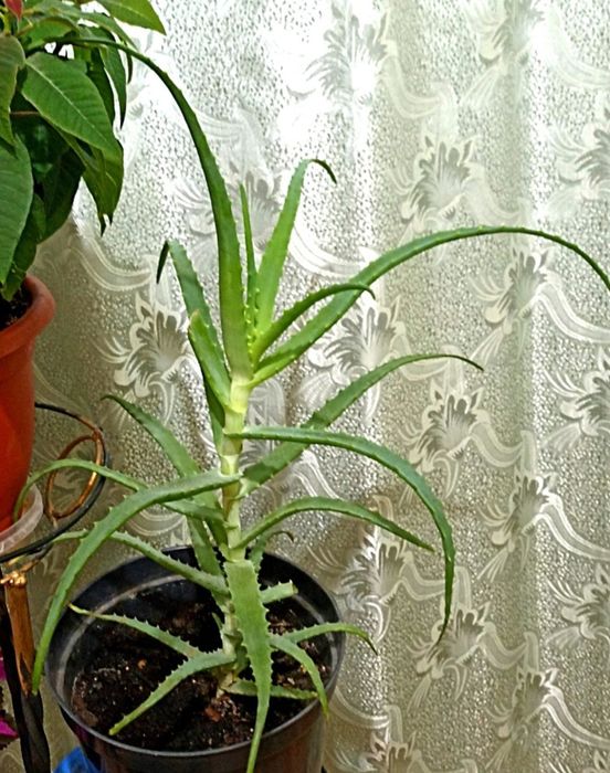 Алоэ Столетник, трехлетний.