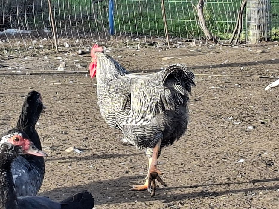 Vând pereche plymouth rock barat